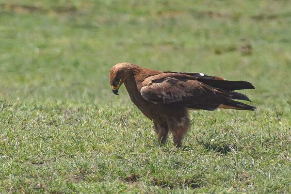 Tawny Eagle