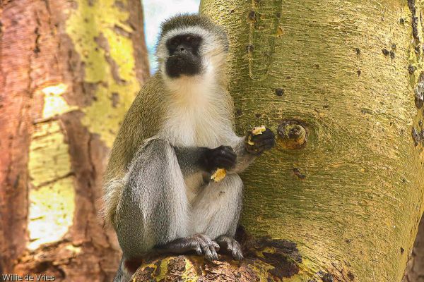 Vervet monkey