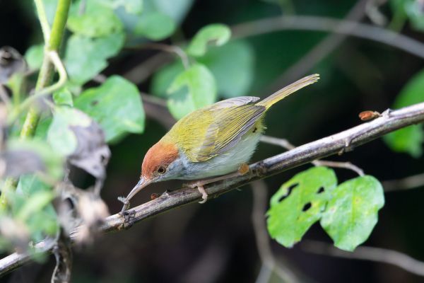 Gestreepte Snijdervogel