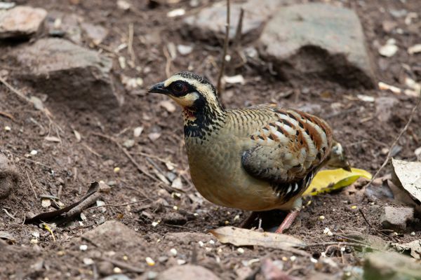 Bruinborstbospatrijs