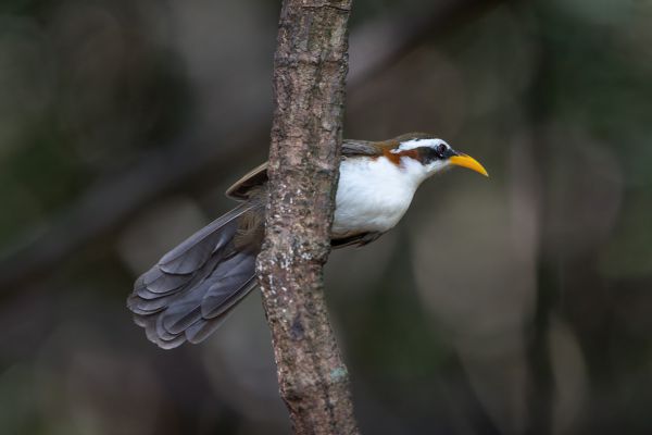 Witbrauwkruiplijster