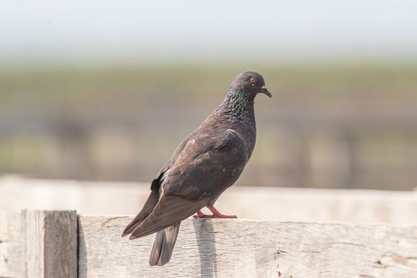 Gestreepte Koekoeksduif