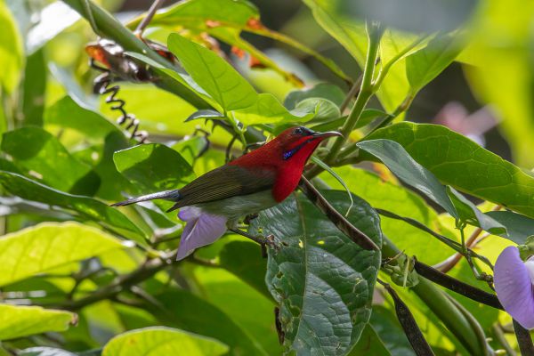 Temmincks Honingzuiger
