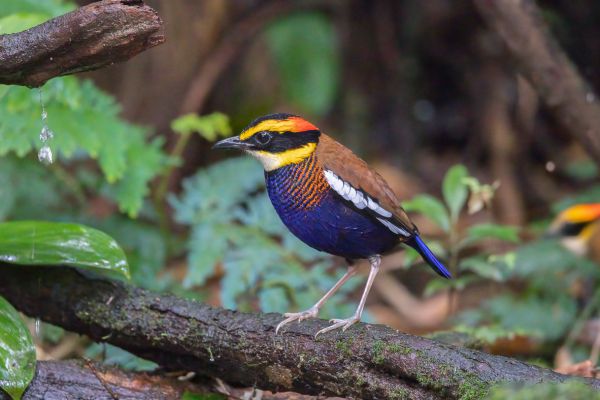Javan Banded Pitta