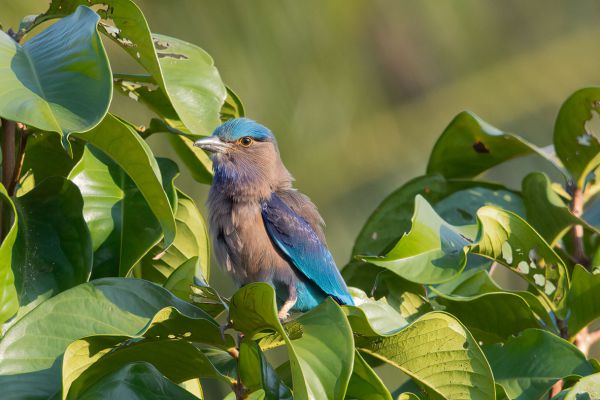 Indische Scharrelaar