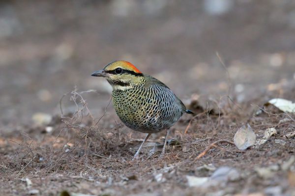 Javaanse Blauwstaartpitta