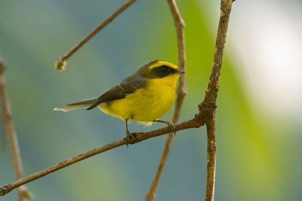 Geelbuikwaaierstaart