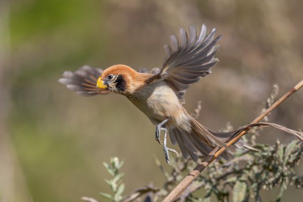 Schubborstdiksnavelmees
