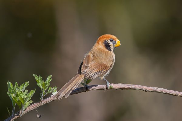 Schubborstdiksnavelmees