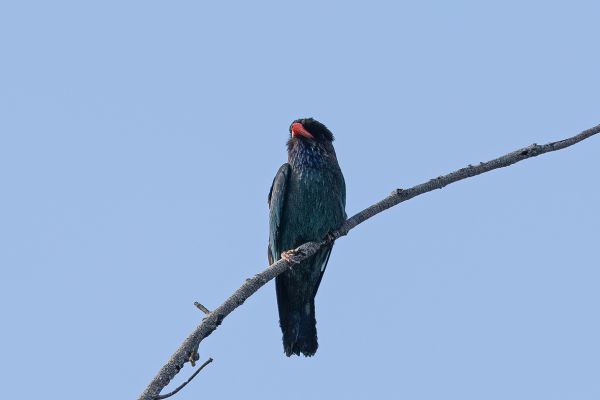 Dollarbird