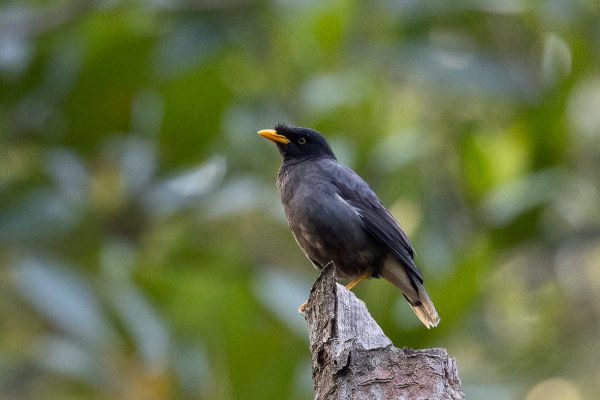Great Myna