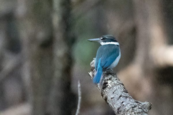collared Kingfisher