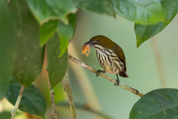 Yellow-vented Flowerpecker