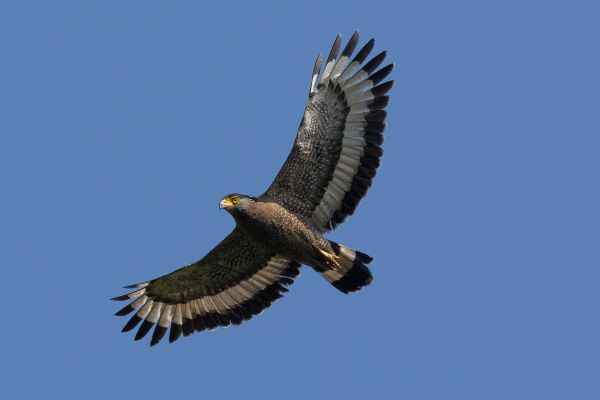 Crested Serpent-Eagle