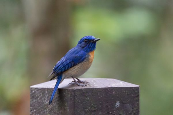 Chinese Blue-Flycatcher