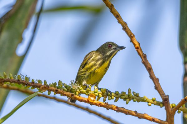 Yellow-breasted Flowerpecker