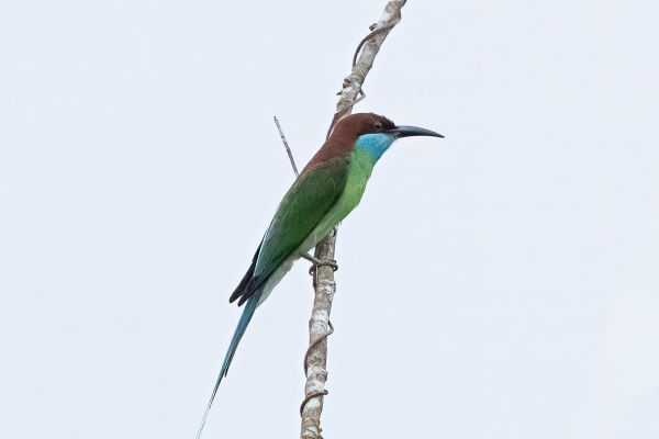 Blue-throated Bee-eater