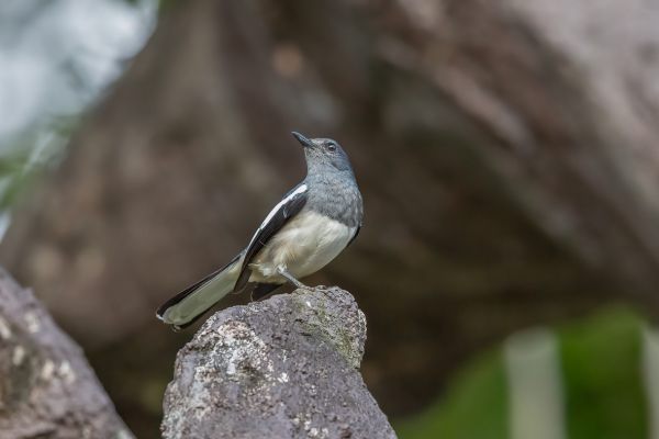 Oriental Magpie-Robin