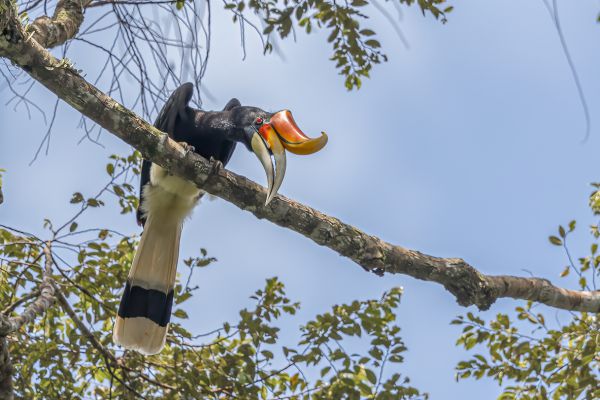 Rhinoceros Hornbill