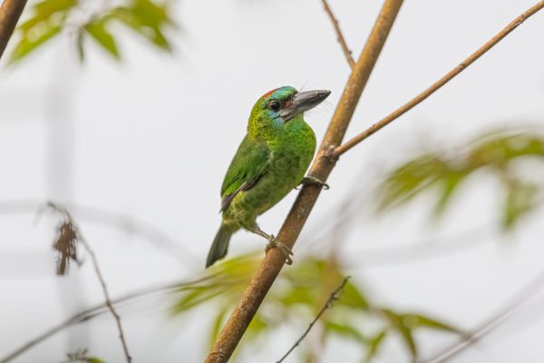 Red-throated Barbet