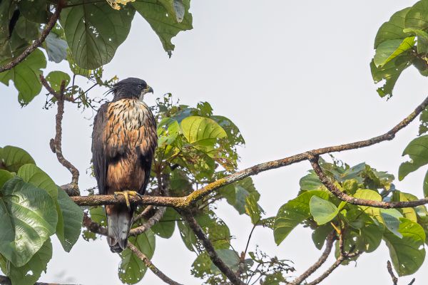 Rufous-bellied Eagle