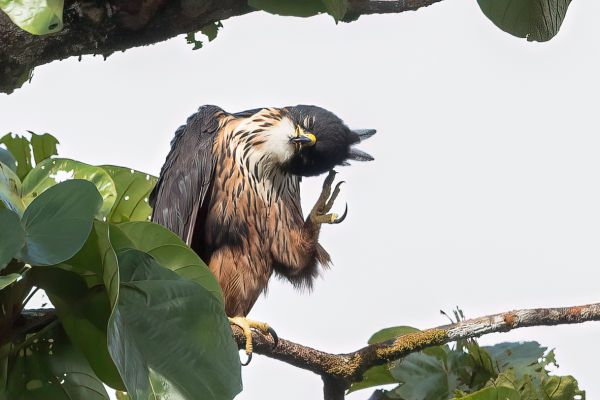 Rufous-bellied Eagle
