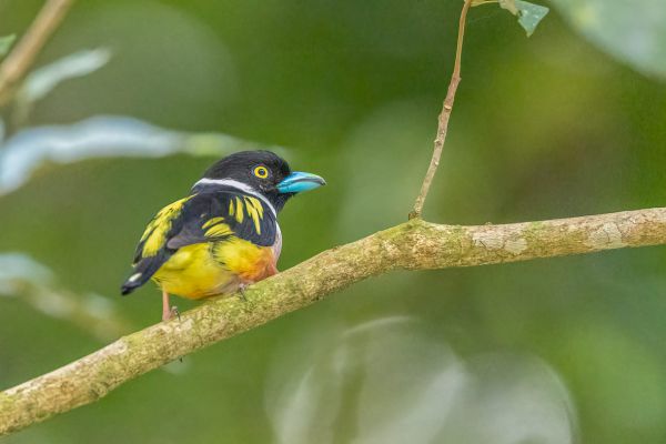 Black-and-yellow Broadbill