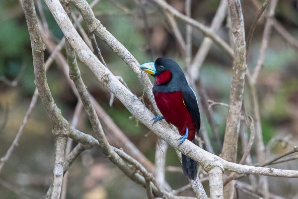 Black-and-red Broadbill