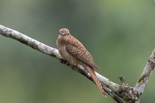 Rusty-breasted Cuckoo