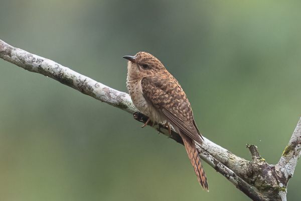 Rusty-breasted Cuckoo