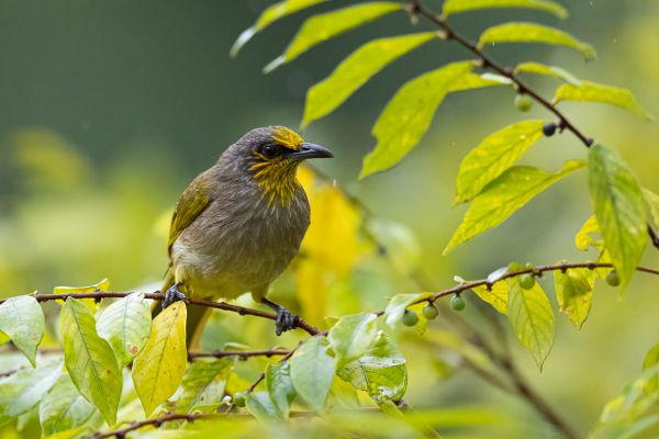 Stripe-throated Bulbul 