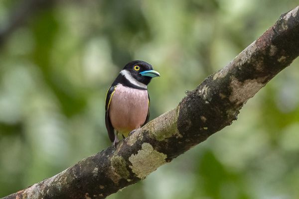 Black-and-yellow Broadbill