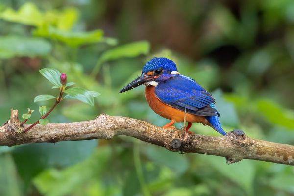 Blue-eared Kingfisher