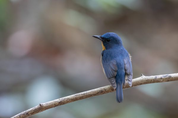 Indochinese Blue-Flycatcher