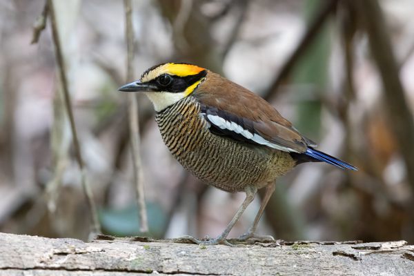 Malayan Banded Pitta