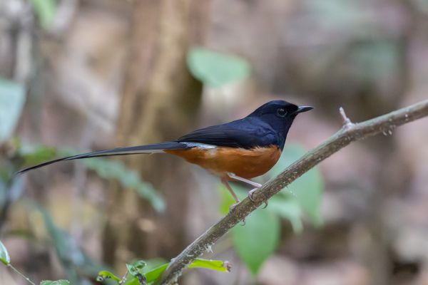 White-rumped Shama