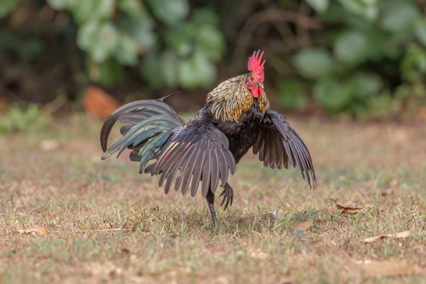 Red Junglefowl