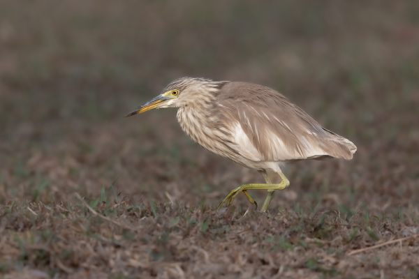 Yellow Bittern