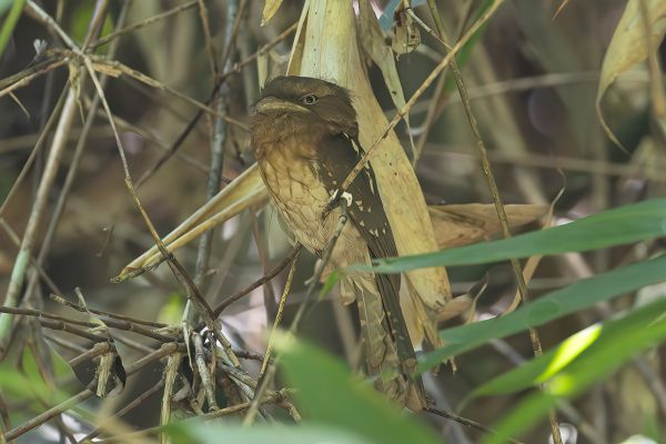 Gould's Frogmouth