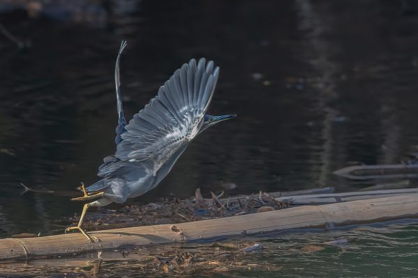 Black-crowned Night-Heron 