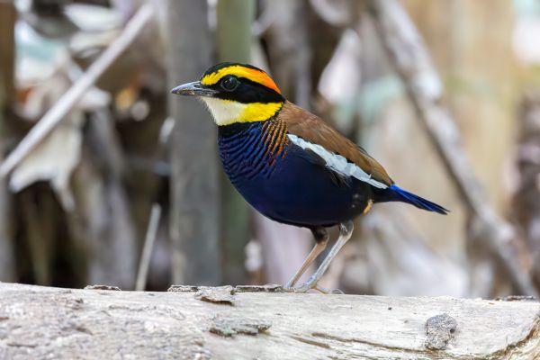 Malayan Banded Pitta