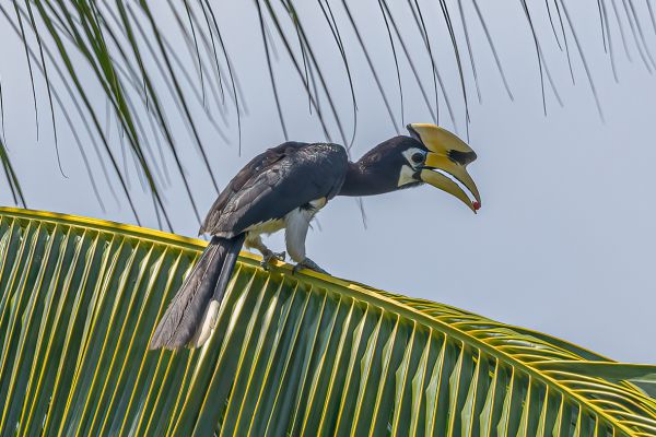 Oriental Pied-Hornbill