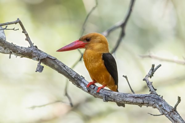 Brown-winged Kingfisher