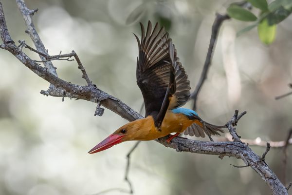 Brown-winged Kingfisher