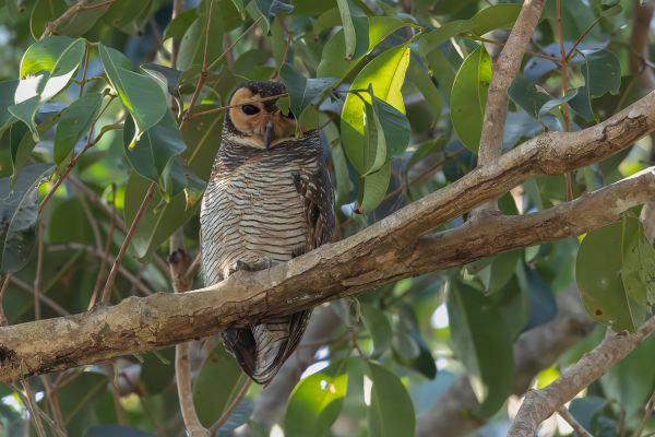 Spotted Wood-Owl