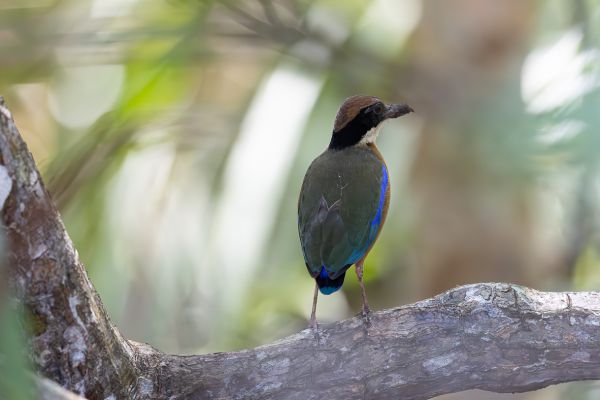Mangrove Pitta