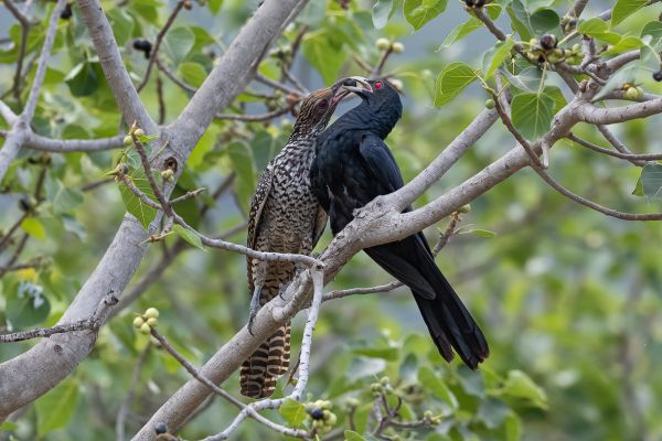 Asian Koel