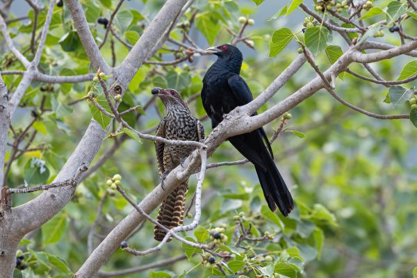 Asian Koel
