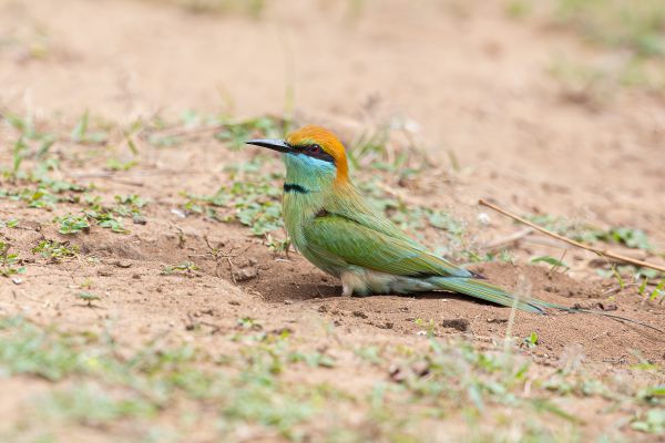 Asian Green Bee-eater