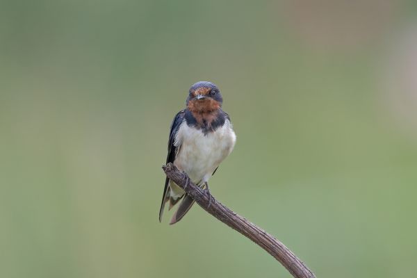 Barn Swallow 